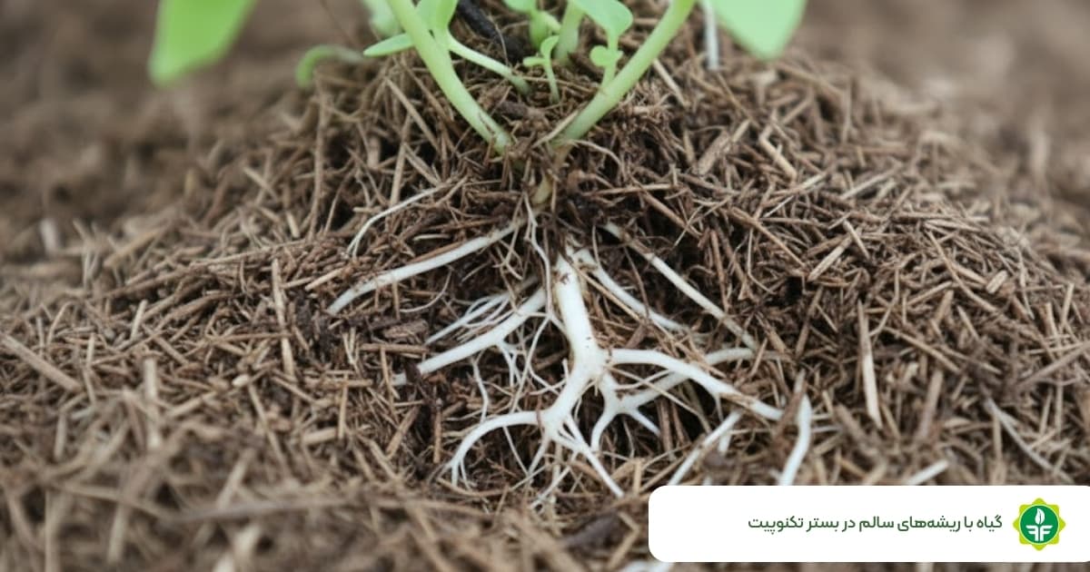 بستر کشت گلخانه تکنوپیت با ریشههای سالم گیاه
