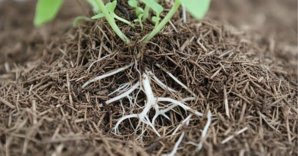 ریشه گیاه در بستر کشت